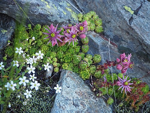 Sempervivum montanum: Sempervivum, Italy, South Tyrol