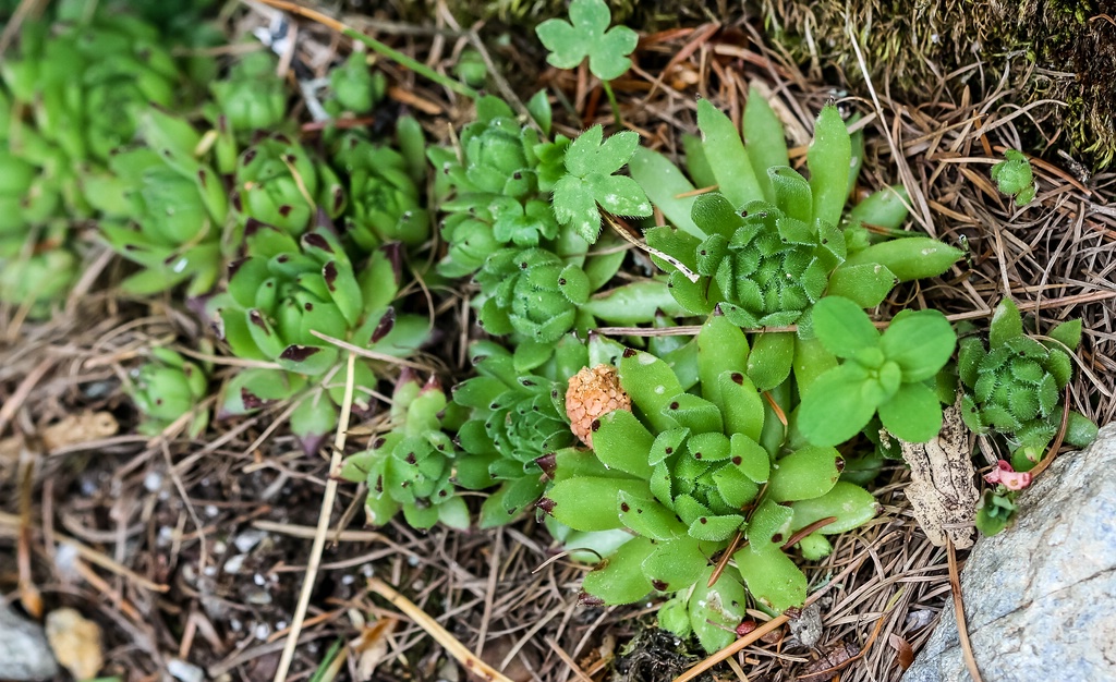 Sempervivum montanum: Alpengarten Villacher Alpe : Berg-Hauswurz