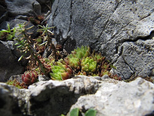 Sempervivum montanum: Berghauswurz am Wachthüttelkamm auf der Rax .