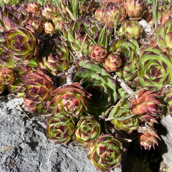 Sempervivum montanum (Sempervivum montanum)