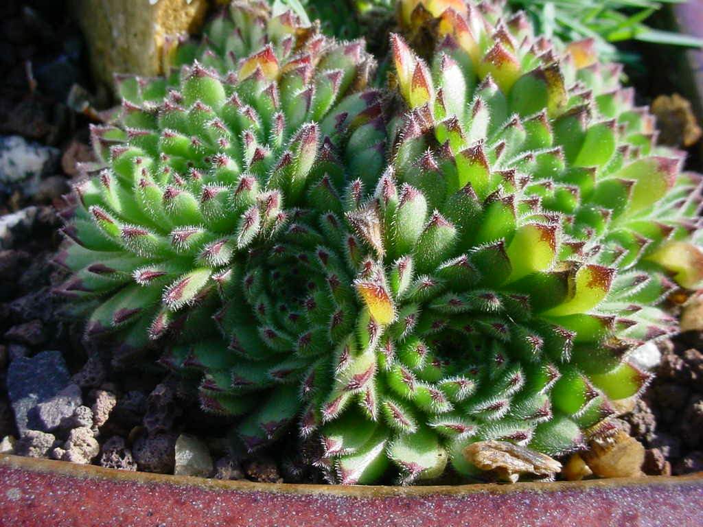 Sempervivum pittonii: Sempervivum pittonii , in Kultivation