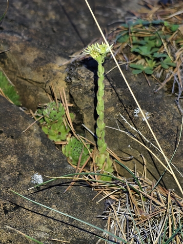 Sempervivum pittonii (Sempervivum pittonii)