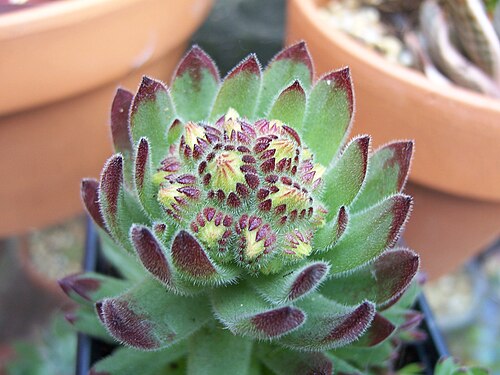 Sempervivum pittonii: Sempervivum pittonii