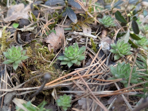 Sempervivum pittonii (Sempervivum pittonii)