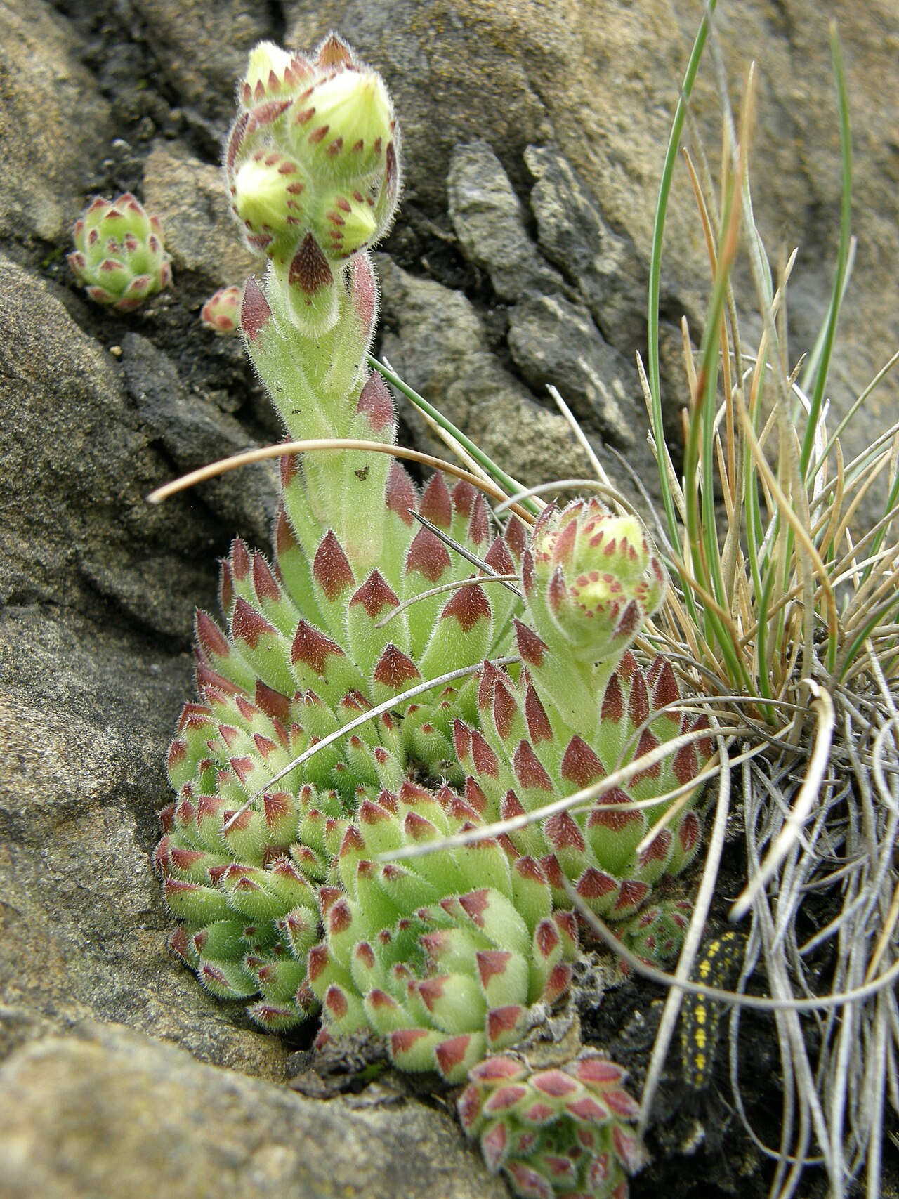 Sempervivum pittonii: Habitus of Sempervivum pittonii (Crassulaceae) in its natural habitat in Gulsen/Kraubath in Styria