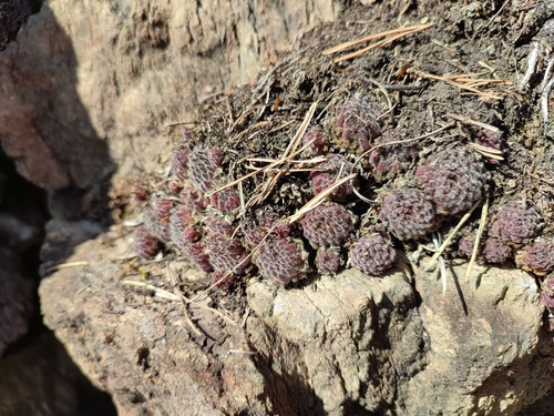 Sempervivum pittonii (Sempervivum pittonii)