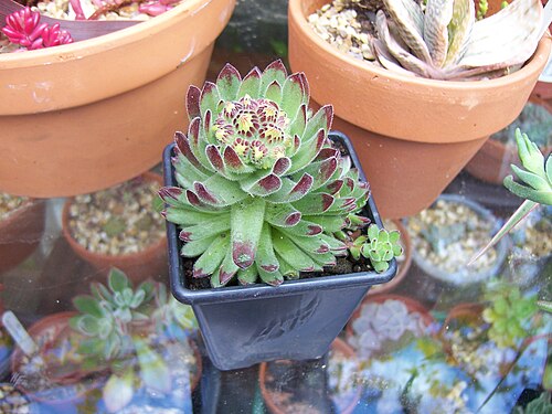 Sempervivum pittonii: Sempervivum pittonii
