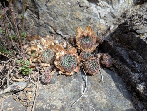 Sempervivum pittonii (Sempervivum pittonii)