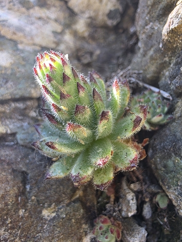 Sempervivum pittonii (Sempervivum pittonii)