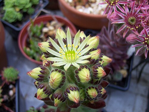 Sempervivum pittonii: "named after Josef Claudius Pittoni, Ritter von Dannenfeldt, its first finder" - THE SEMPERVIVUM SOCIETY NEWSLETTER