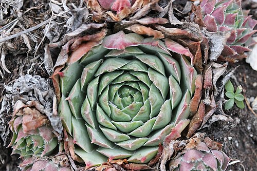 Common houseleek: Common Houseleek - Sempervivum tectorum