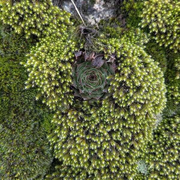 Common houseleek (Sempervivum tectorum)