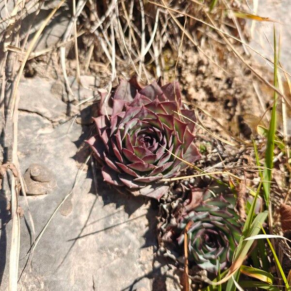 Common houseleek (Sempervivum tectorum)