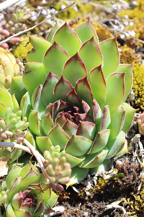 Common houseleek: Common Houseleek - Sempervivum tectorum