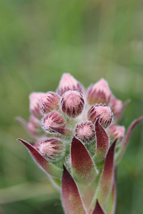 Common houseleek: Common Houseleek - Sempervivum tectorum