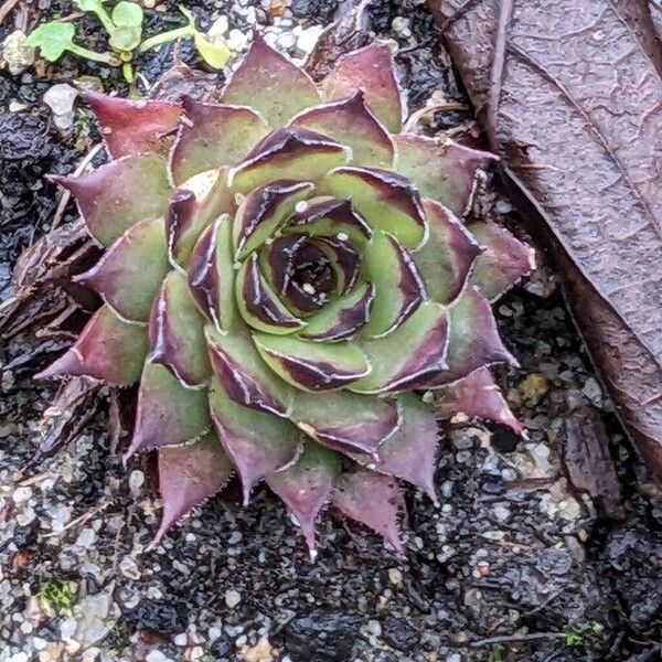 Common houseleek (Sempervivum tectorum)