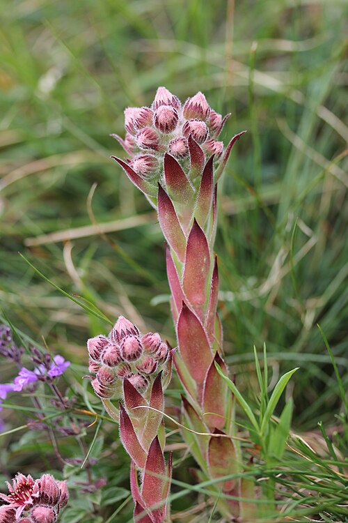 Common houseleek: Common Houseleek - Sempervivum tectorum