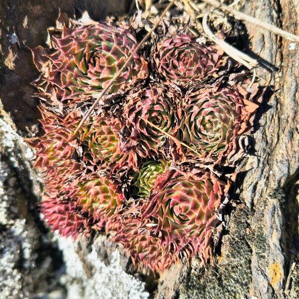 Common houseleek (Sempervivum tectorum)