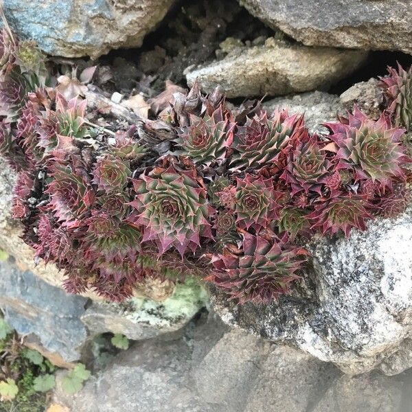 Common houseleek (Sempervivum tectorum)