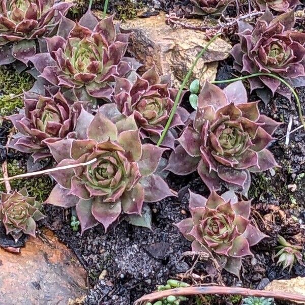 Common houseleek (Sempervivum tectorum)