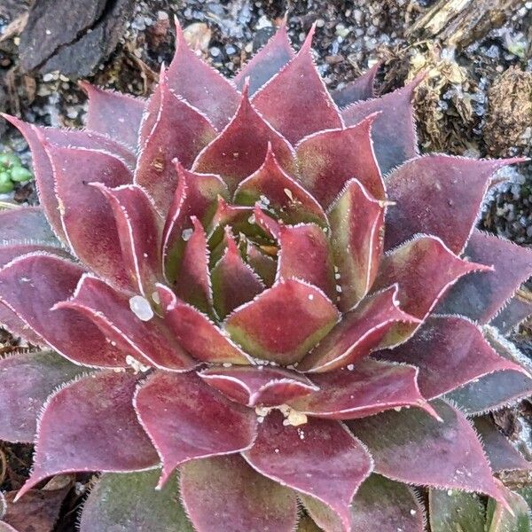 Common houseleek (Sempervivum tectorum)