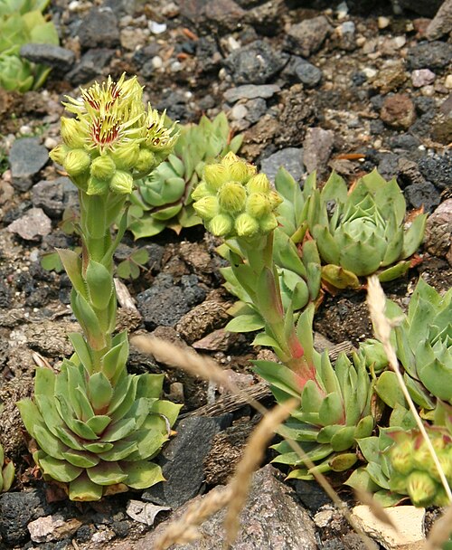 Sempervivum wulfenii: Sempervivum wulfenii im Botanischen Garten Dresden