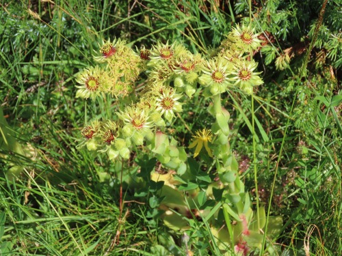 Sempervivum wulfenii (Sempervivum wulfenii)