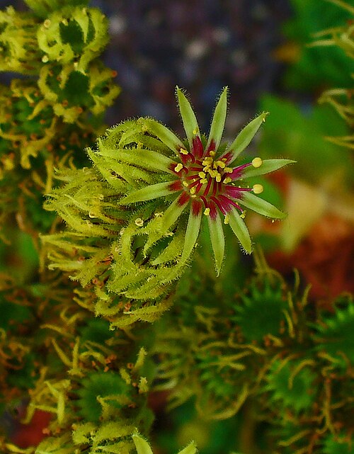 Sempervivum wulfenii: Flower; Botanical Garden KIT, Karlsruhe, Germany. Deutsch: Wulfen-Hauswurz; Blüte; Botanischer Garten KIT, Karlsruhe, Deutschland.