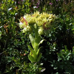 Sempervivum wulfenii (Sempervivum wulfenii)