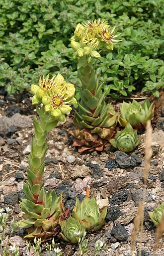 Sempervivum wulfenii: Sempervivum wulfenii im Botanischen Garten Dresden
