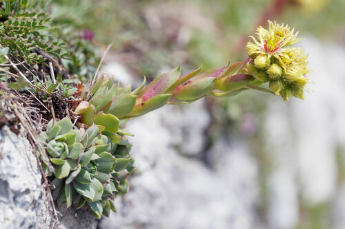 Sempervivum wulfenii (Sempervivum wulfenii)