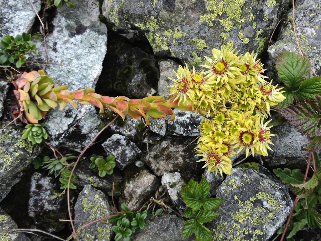 Sempervivum wulfenii (Sempervivum wulfenii)