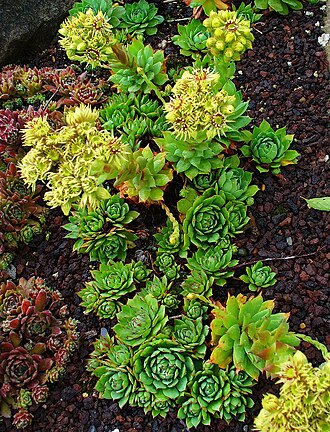 Sempervivum wulfenii: Habitus; Botanical Garden KIT, Karlsruhe, Germany.