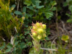 Sempervivum wulfenii (Sempervivum wulfenii)