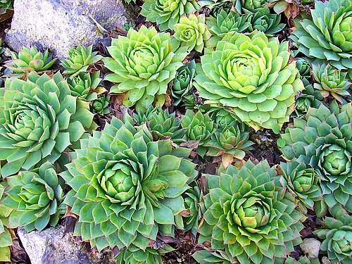 Sempervivum wulfenii: Sempervivum wulfenii (de: Gelbe Hauswurz), origin: Alps