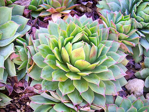 Sempervivum wulfenii: Sempervivum wulfenii (de: Gelbe Hauswurz), origin: Alps