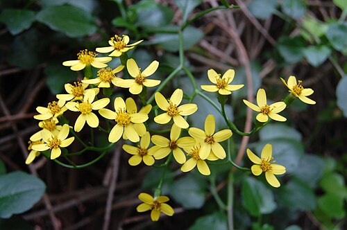 Creeping groundsel: Senecio angulatus