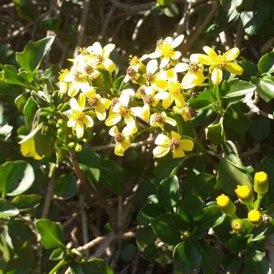 Creeping groundsel (Senecio angulatus)