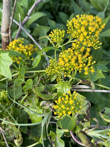 Creeping groundsel (Senecio angulatus)