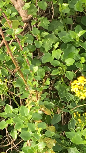Creeping groundsel (Senecio angulatus)
