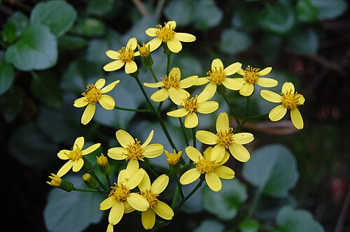 Creeping groundsel: Senecio angulatus