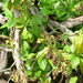 Creeping groundsel (Senecio angulatus)