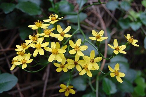 Creeping groundsel: Senecio angulatus