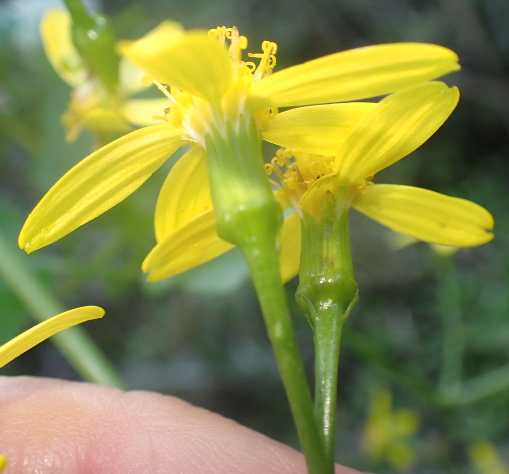 Creeping groundsel (Senecio angulatus)