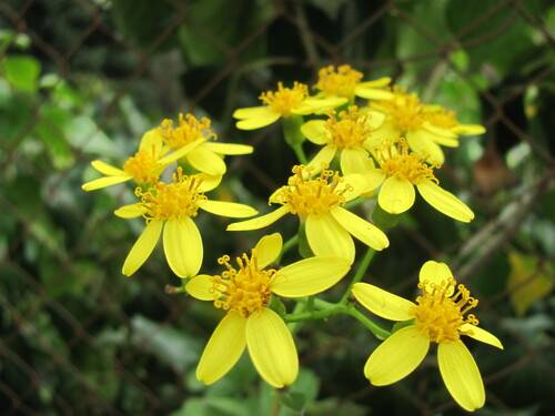 Creeping groundsel (Senecio angulatus)