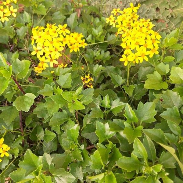 Creeping groundsel (Senecio angulatus)