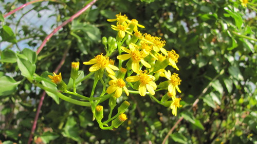 Creeping groundsel (Senecio angulatus)