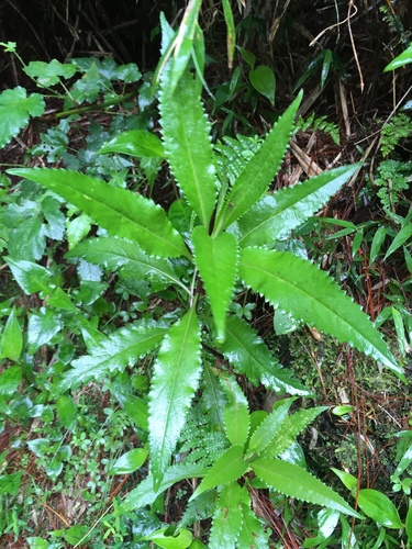 Senecio nemorensis (Senecio nemorensis)
