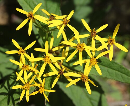 Senecio nemorensis: Flowers of Senecio nemorensis , in Mount Kosuma, Kiso Mountains , Nagano prefecture , Japan .