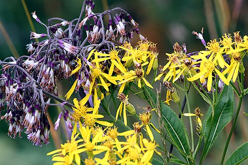 Senecio nemorensis: Tegelberg, Senecio nemorensis s.l.